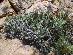Euphorbia schinzii