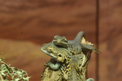 Ctenophorus vadnappa