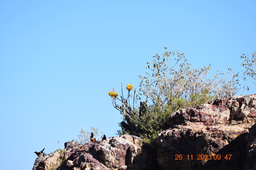 Mocking Cliff-Chat
