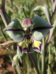 Gladiolus orchidiflorus