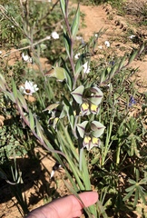 Gladiolus orchidiflorus