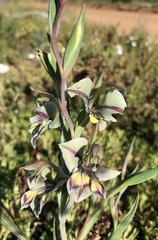Gladiolus orchidiflorus