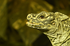 Hydrosaurus pustulatus