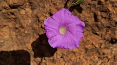Ipomoea suffulta