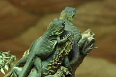 Ctenophorus vadnappa