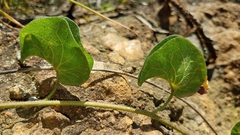 Ipomoea suffulta
