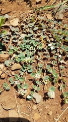 Euphorbia umbellulata