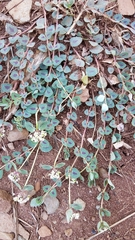 Euphorbia umbellulata