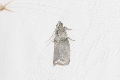 Acrobasis caryae