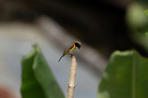 Palawan Sunbird (Cinnyris aurora), photo 9