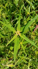 Euphorbia schiedeana