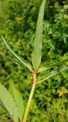 Euphorbia schiedeana