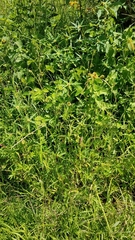 Euphorbia schiedeana