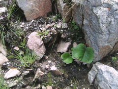 Streptocarpus vandeleurii