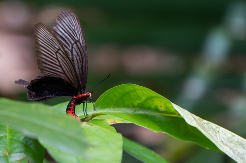 Mourning swallowtail