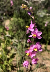 Ixia scillaris