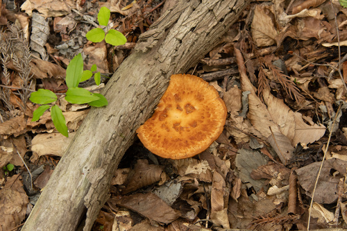 Polyporus tuberaster