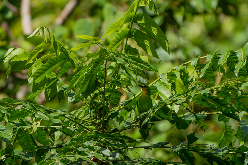 Yellow-throated Leafbird (Chloropsis palawanensis), photo 6