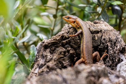 Algerian Psammodromus, Psammodromus algirus
