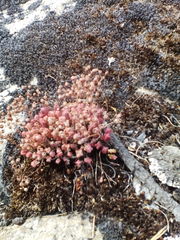 Sedum brevifolium