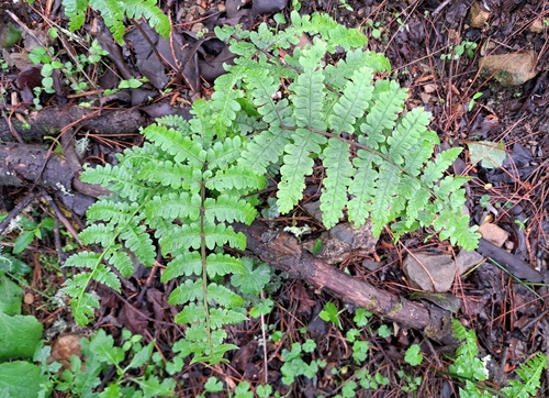 Cornopteris decurrenti-alata iNat (3)