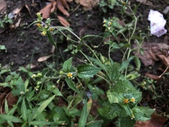 Galinsoga quadriradiata