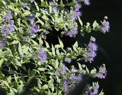 Caryopteris
