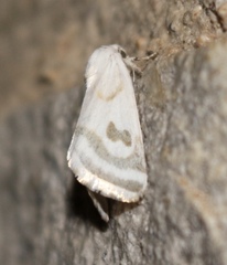 Schinia reniformis