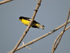 Spinus psaltria
