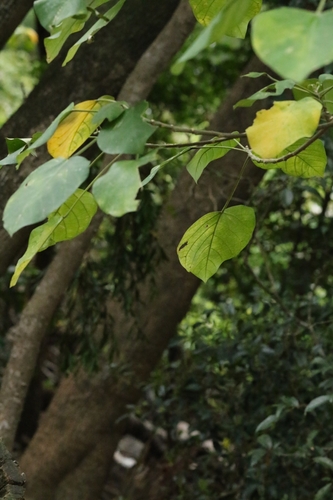 Endospermum chinense, photograph 4