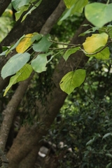 author not stated, no rights reserved Endospermum chinense, photograph author not stated, no rights reserved