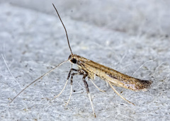 Caloptilia hypericella
