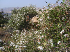 Ancylobothrys capensis