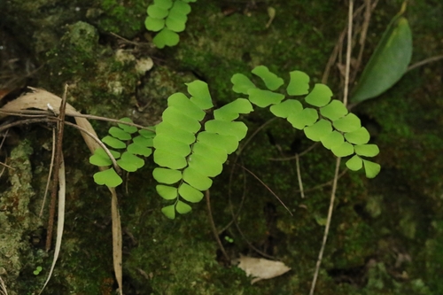 Image of Adiantum philippense by no rights reserved