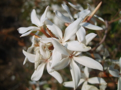 Ancylobothrys capensis