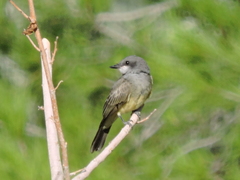 Tyrannus vociferans