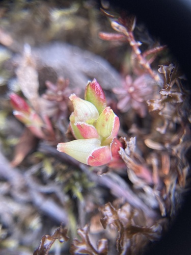 alpine bearberry