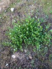 Muehlenbeckia hastulata