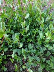 Muehlenbeckia hastulata