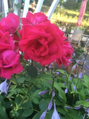 Rosa