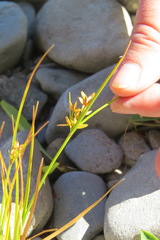 Cyperus dentatus