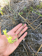 Castilleja lutescens