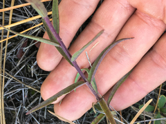 Castilleja lutescens