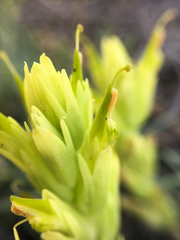Castilleja lutescens