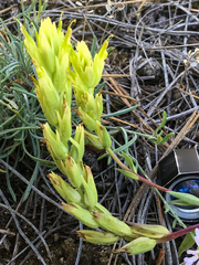 Castilleja lutescens