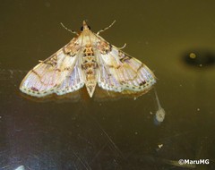 Azochis rufidiscalis