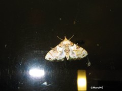 Azochis rufidiscalis