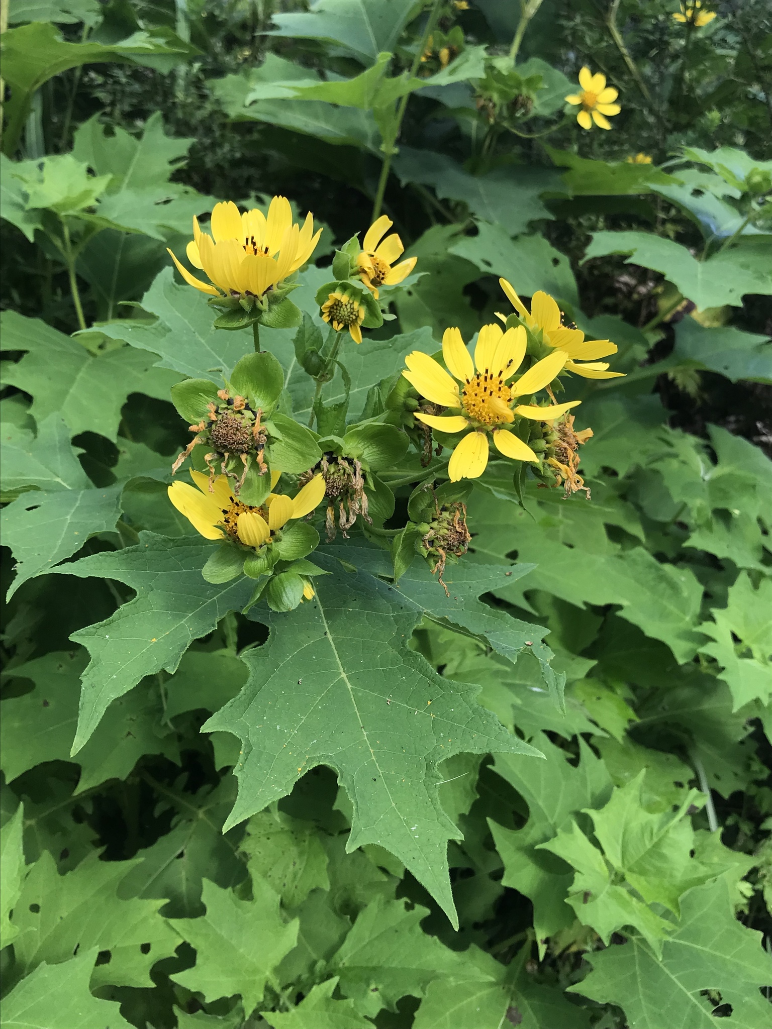 Smallanthus