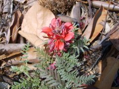 Indigofera oxytropis