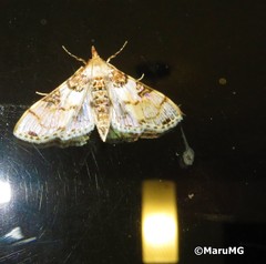Azochis rufidiscalis